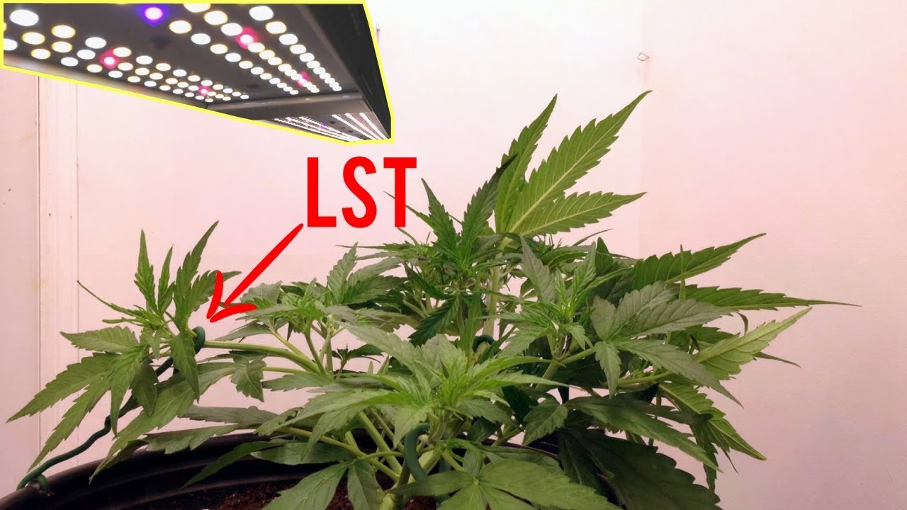 HOW TO GROW BIGGER AUTOFLOWERS & INCREASE YIELDS