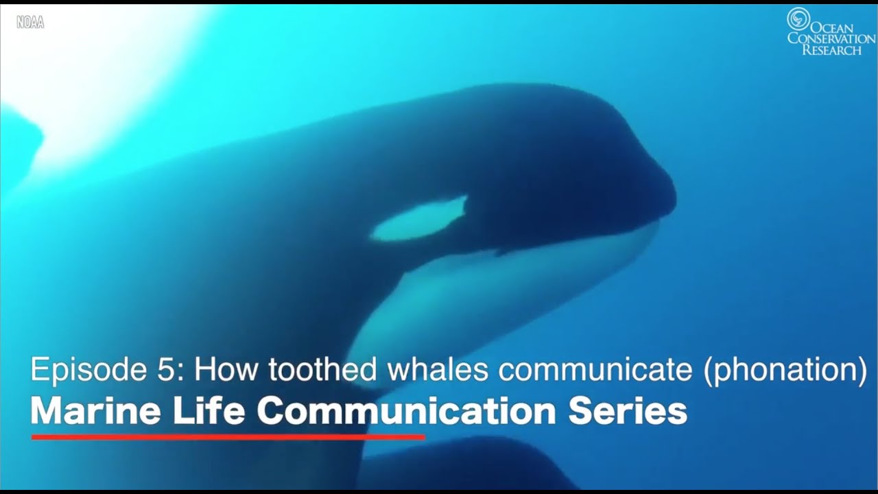 How Toothed Whales Communicate (Phonation) - Marine Life Communication Series