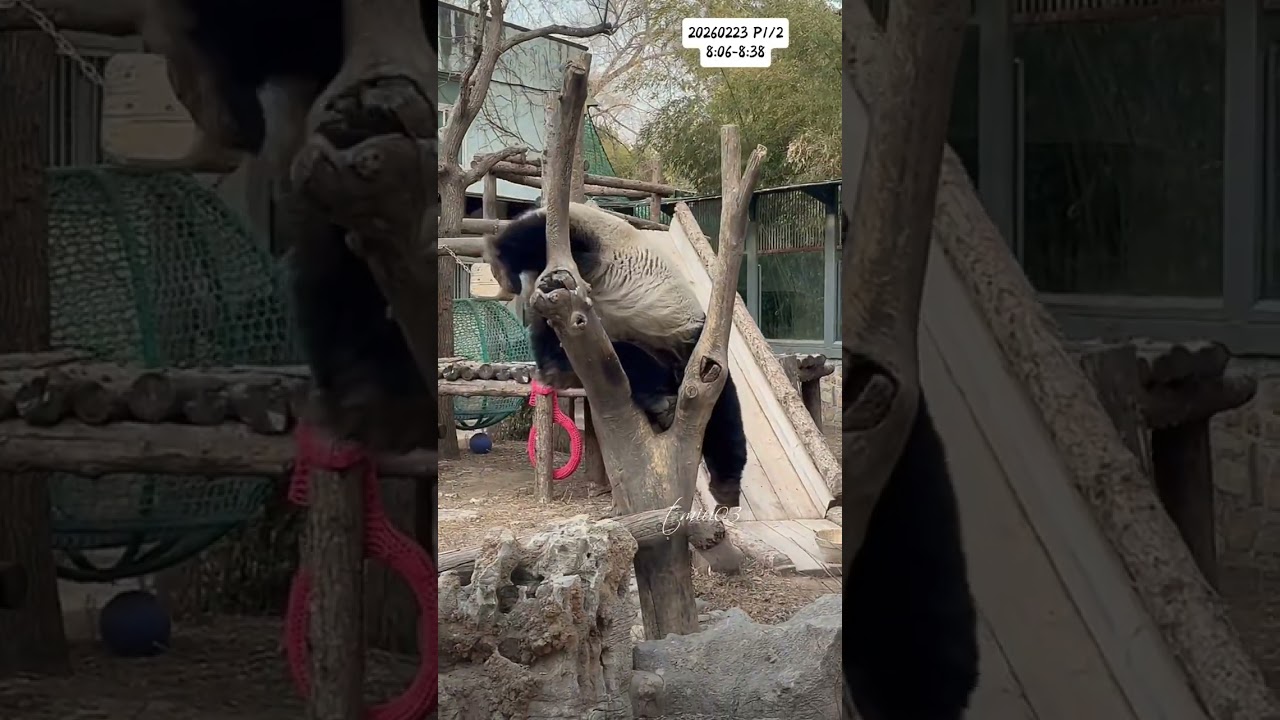 23.2.2026 P1/2 MengLan/萌兰日记