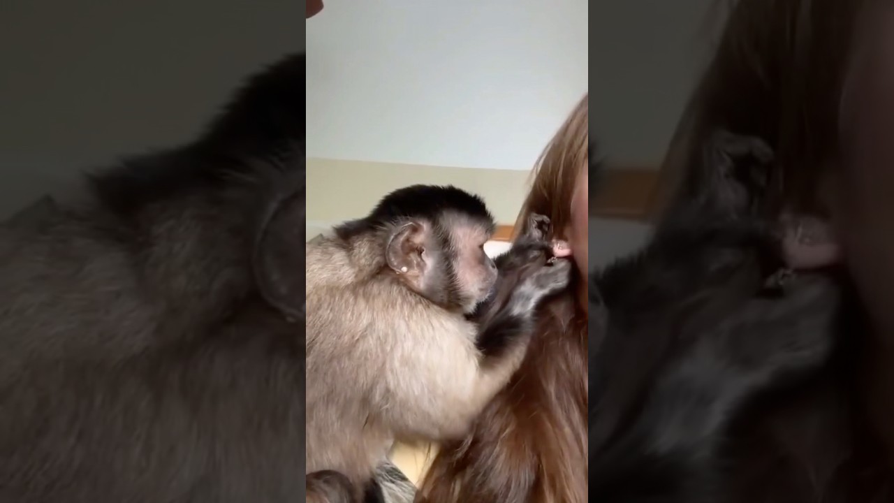 ASMR Monkey Ear Picking #monkey #asmr #grooming #human #babymonkey