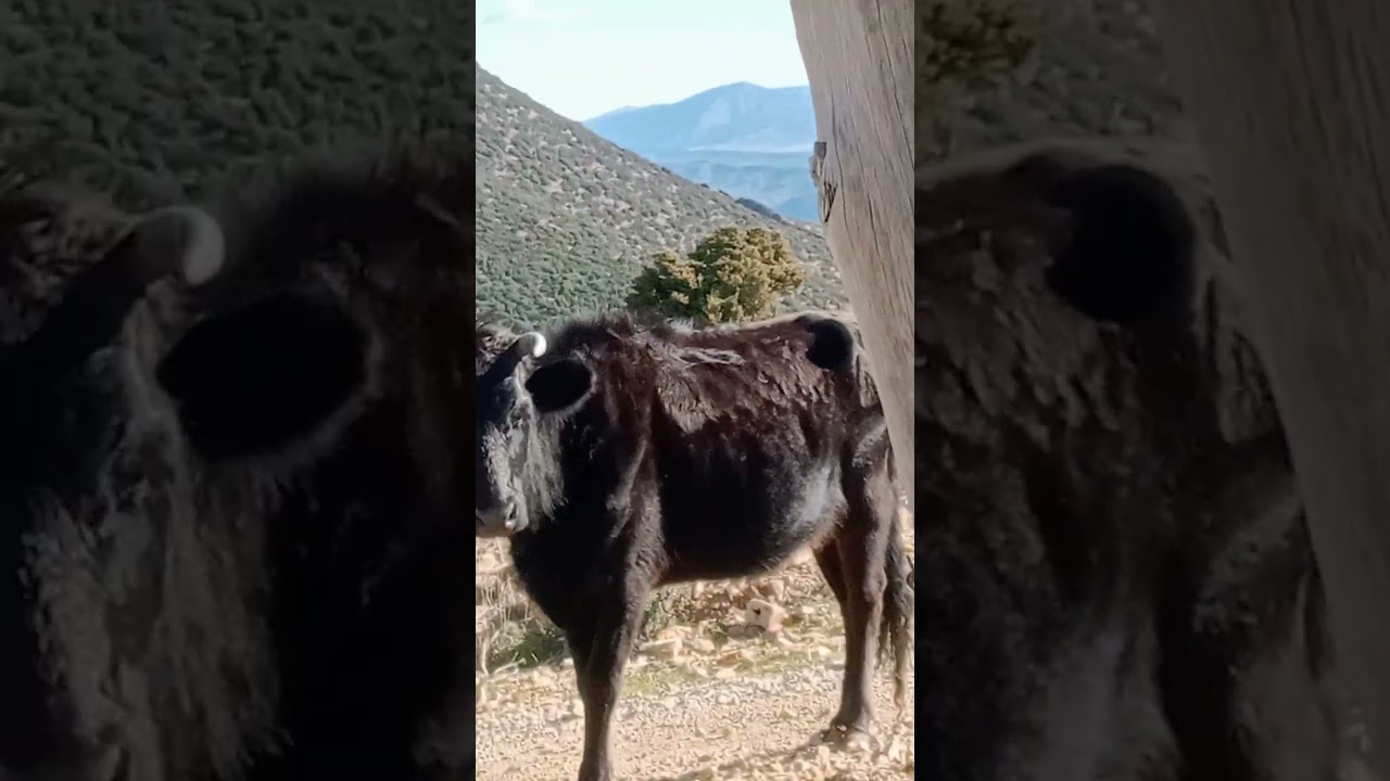 جبال شليا الاوراسية