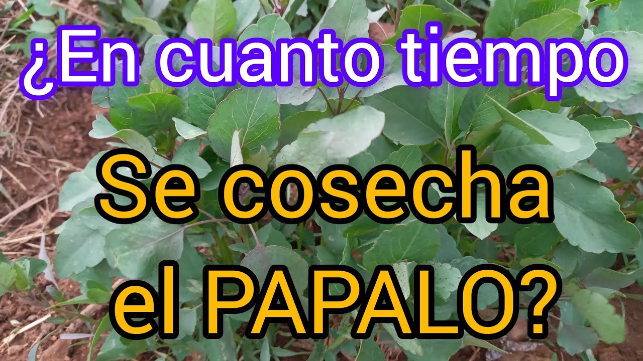 &iquest;En cu&aacute;nto tiempo se cosecha el PAPALO o papaloquelite?