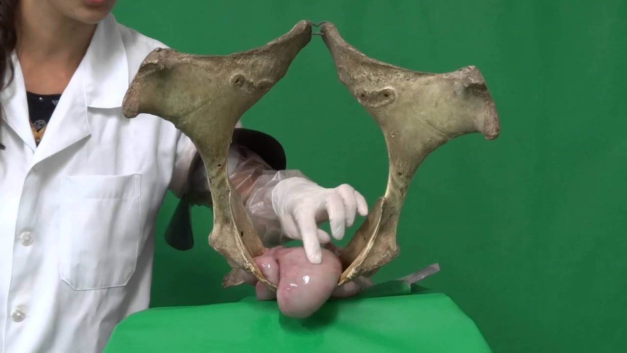 60 dias
