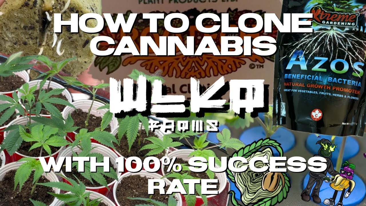 HOW TO CLONE CANNABIS WITH 100% SUCCESS RATE!!!FAST AND EASY!!!