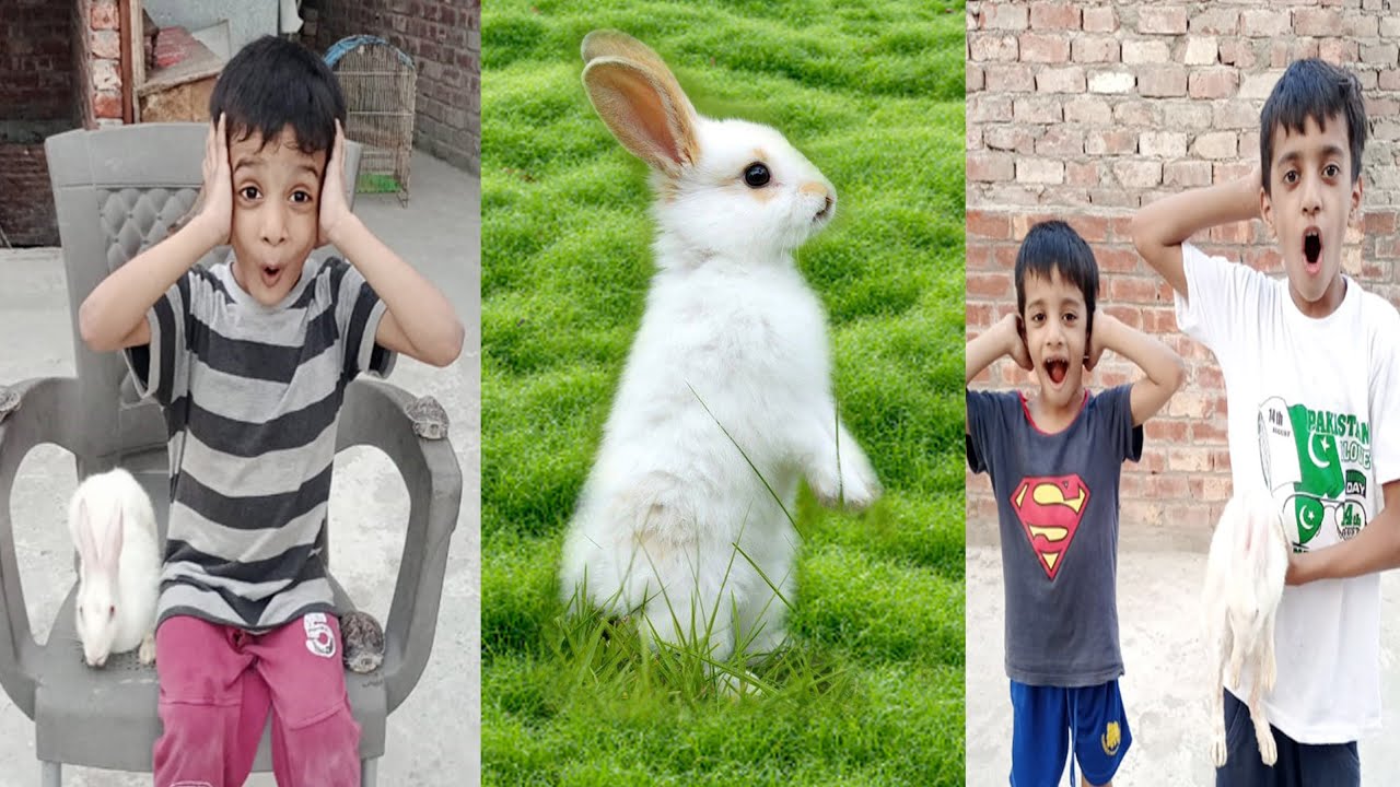 #AyanAlman Rabbit Gift mila
