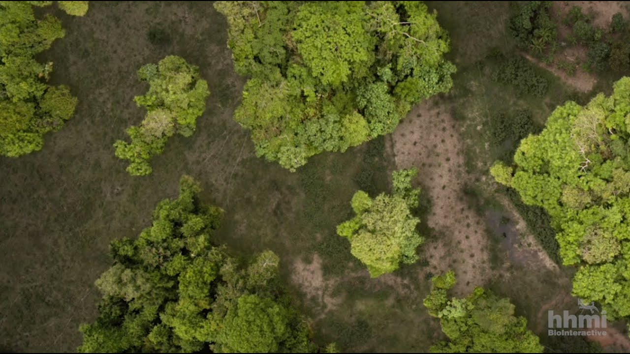 Dispersión de semillas y fragmentación del hábitat | Video HHMI BioInteractive