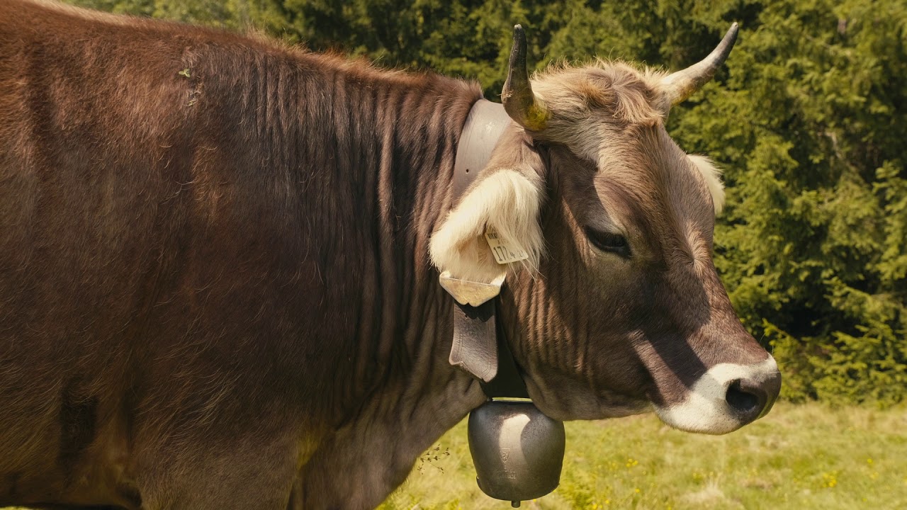 ARCHE Hof Badererhof