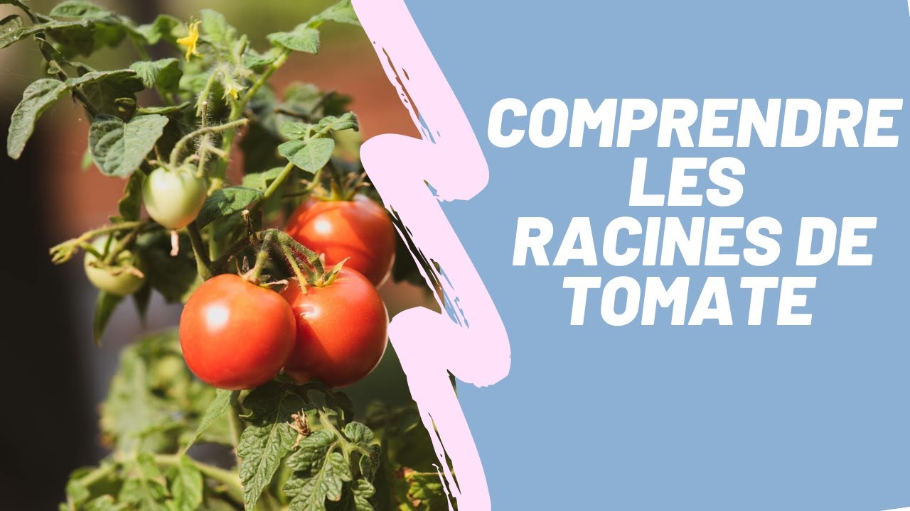 Comprendre les Racines de Tomate