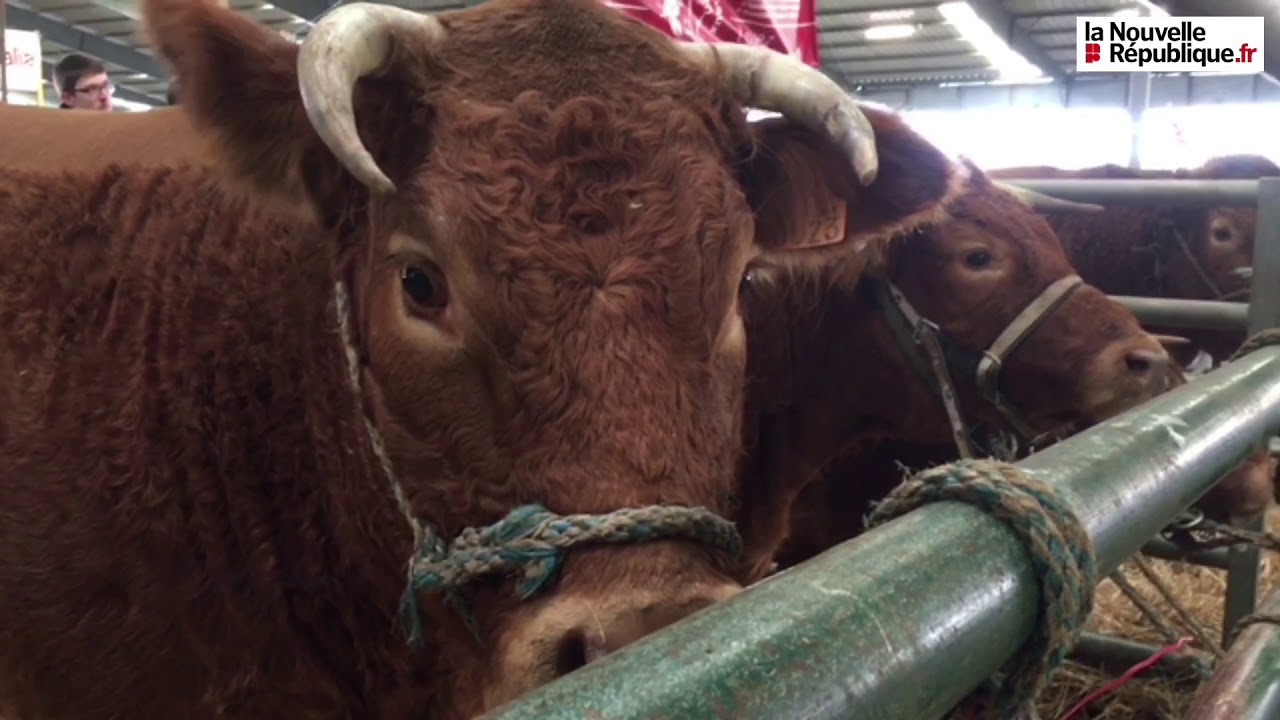 VIDÉO. Parthenay : 415 bovins en lice à la foire primée