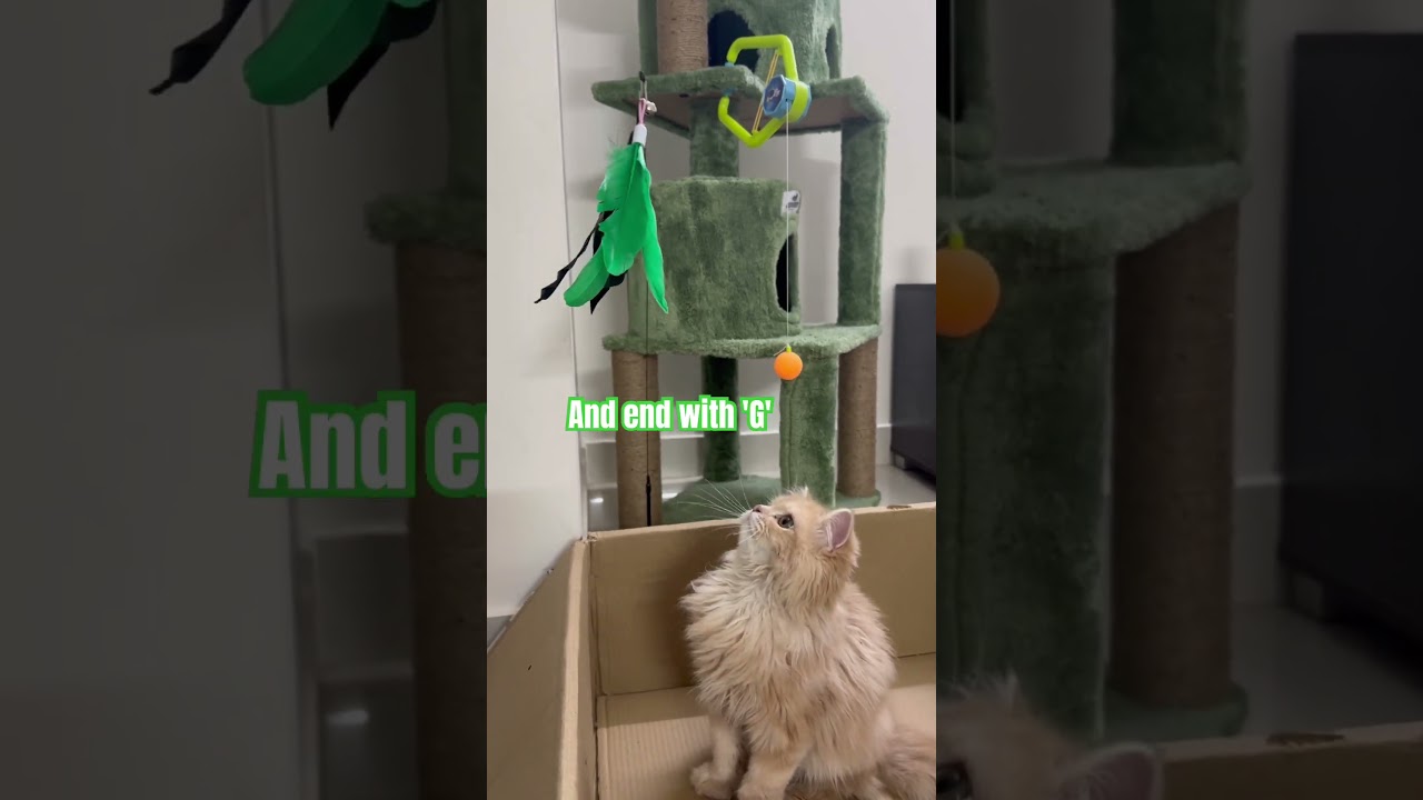 Does anyone know #cat #foryou #catshorts #cats #shorts  #youtubeshorts  #viralvideo #trendingshorts