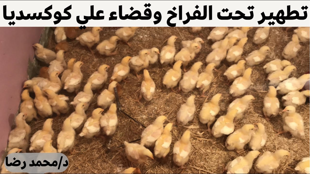 تطهير وتنضيف تحت الفراخ وقضاء علي الكوكسديا وامراض الفراخ مع الدكتور
