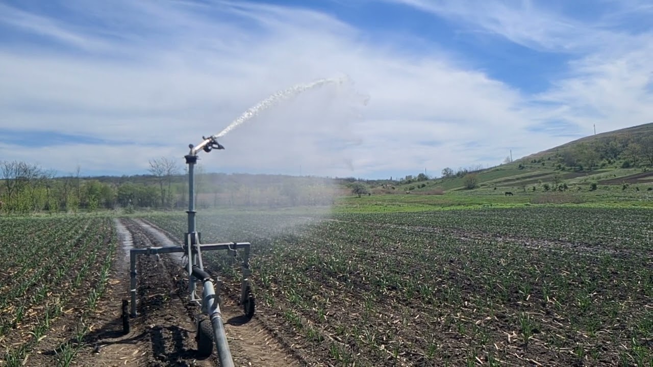 Garlic Irrigation: A Detailed Look with Slow Motion Footage