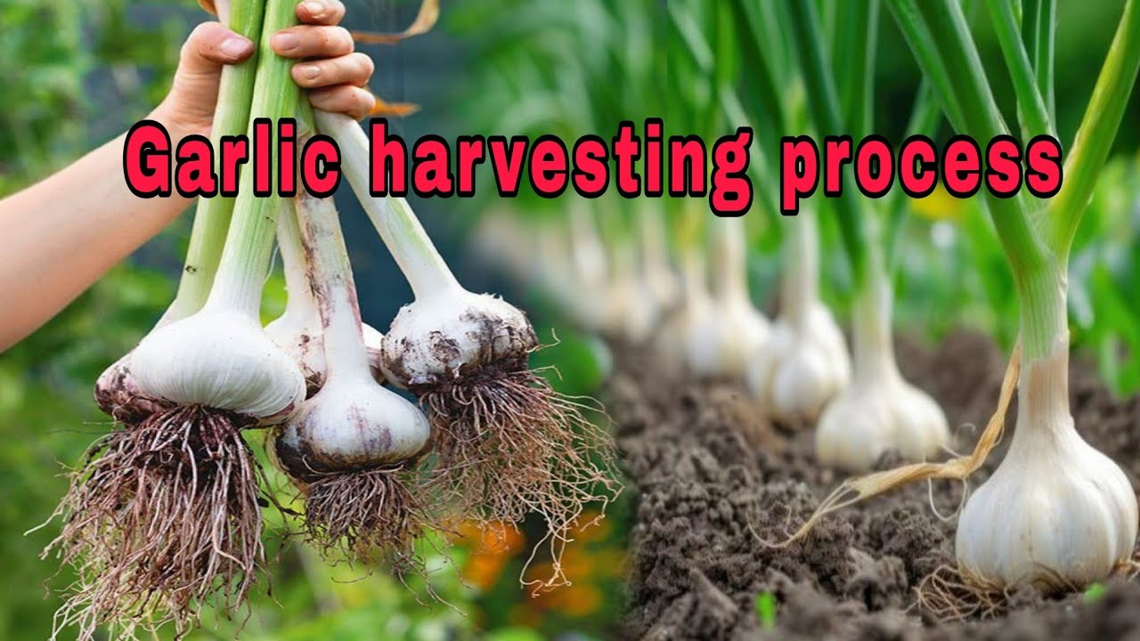 Garlic harvesting process / Proses panen bawang putih 