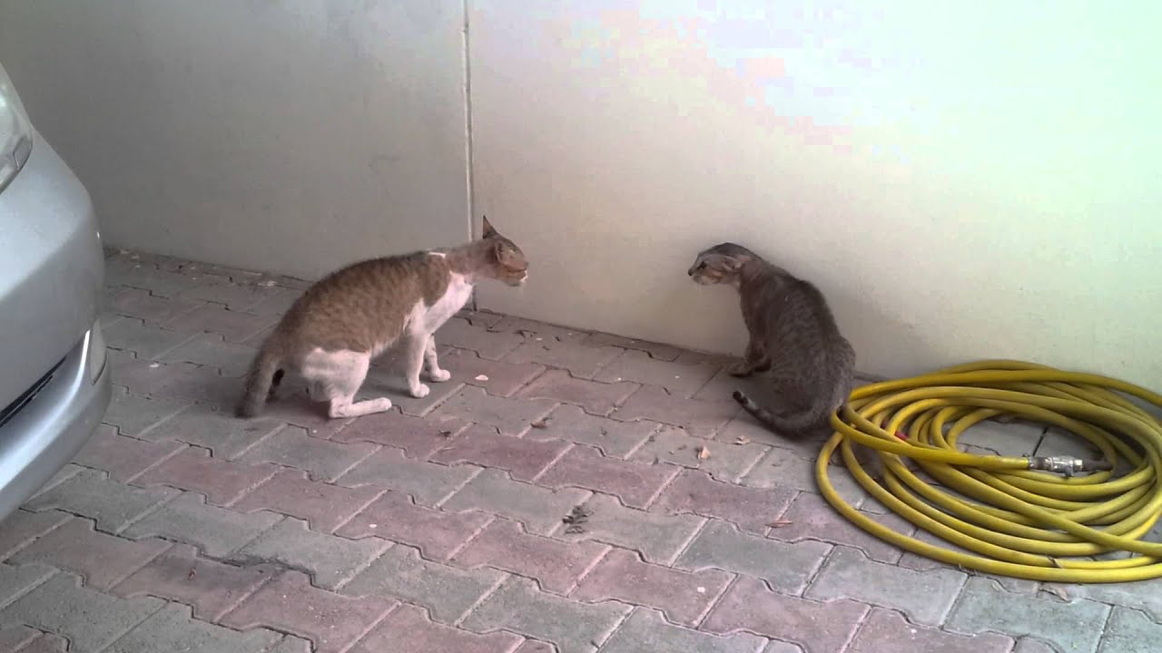 ضرابة قطط  Real Cat Fighting