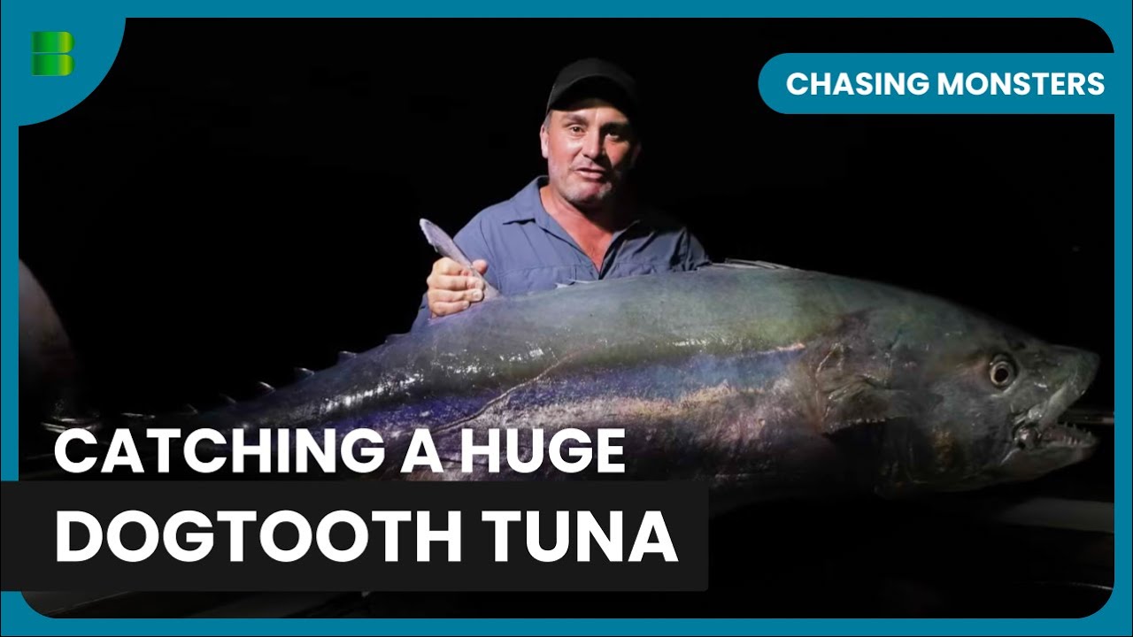Reef Predators - Chasing Monsters - Nature & Adventure Documentary