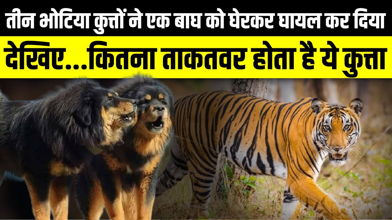 तीन भोटिया कुत्तों ने एक बाघ को घेरकर घायल कर दिया | Bhotia Dog vs Tiger | Uttarakhand News