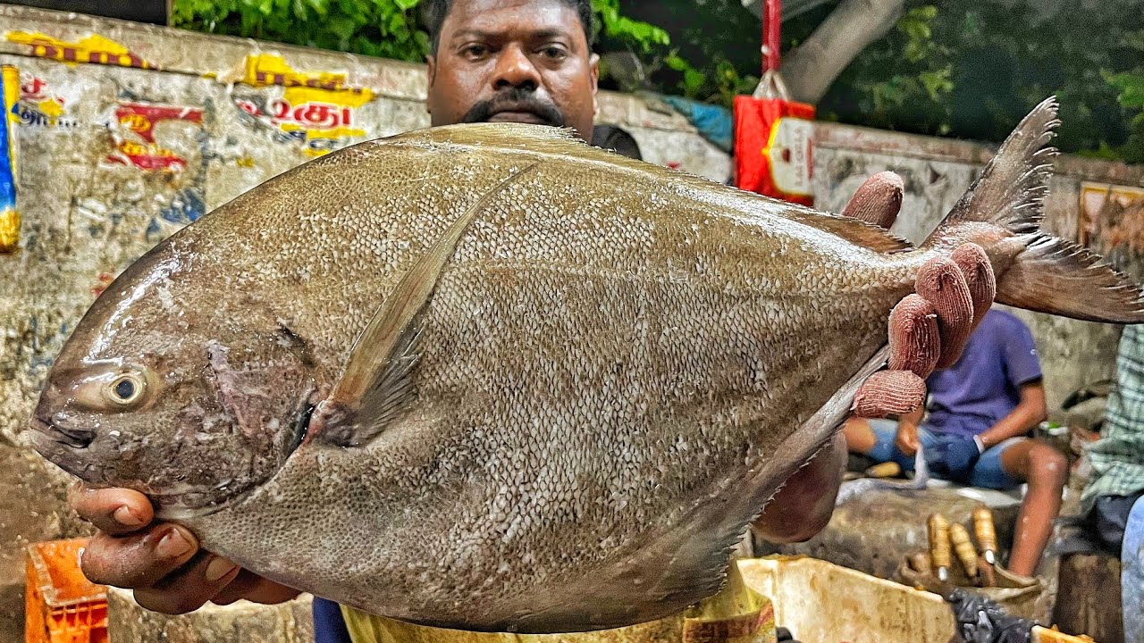 KASIMEDU SPEED SELVAM | HUGE POMFRET FISH CUTTING VIDEO | 4K VIDEO | KM FISH CUTTING 