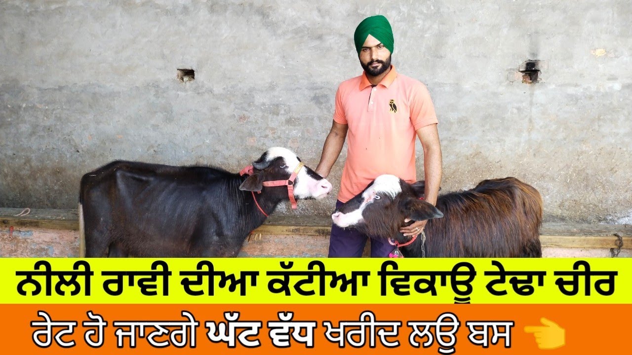 ਨੀਲੀ ਰਾਵੀ ਨਸਲ ਦੀਆਂ ਕੱਟੀਆ ਸੇਲ।Top Breed Nili Ravi sale। ਵਾਜਿਬ ਮੁੱਲ। नीली रवि की कटरी सेल। 8427641030