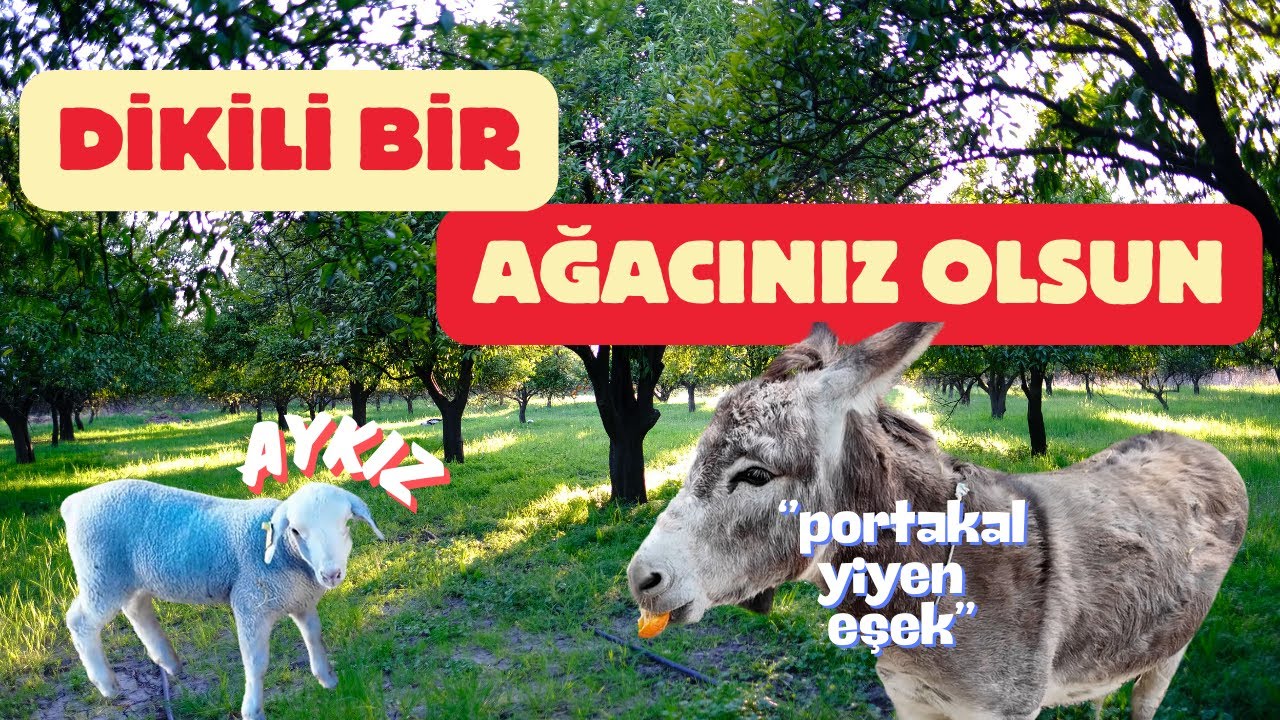 Portakal Yiyen Eşek | Ağaç Sahiplenmek Nedir? | Yeni Kuzuya Yeni İsim (AYKIZ)
