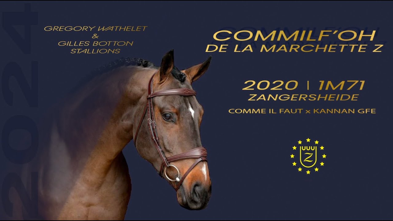 COMMILF'OH DE LA MARCHETTE - Grégory Wathelet & Gilles Botton Stallions