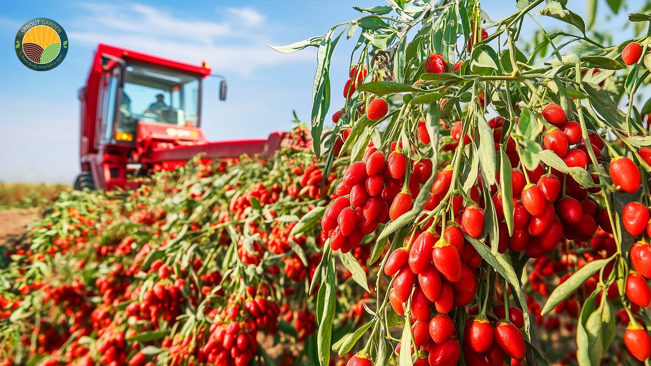 How Chinese Farmers Harvest and Process Tons of Goji Berries | Farming Documentary