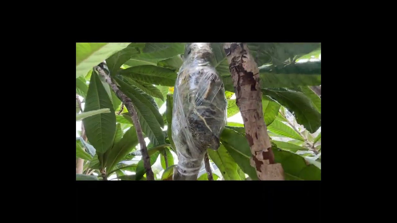 Loquat Air Layer Update: method + results