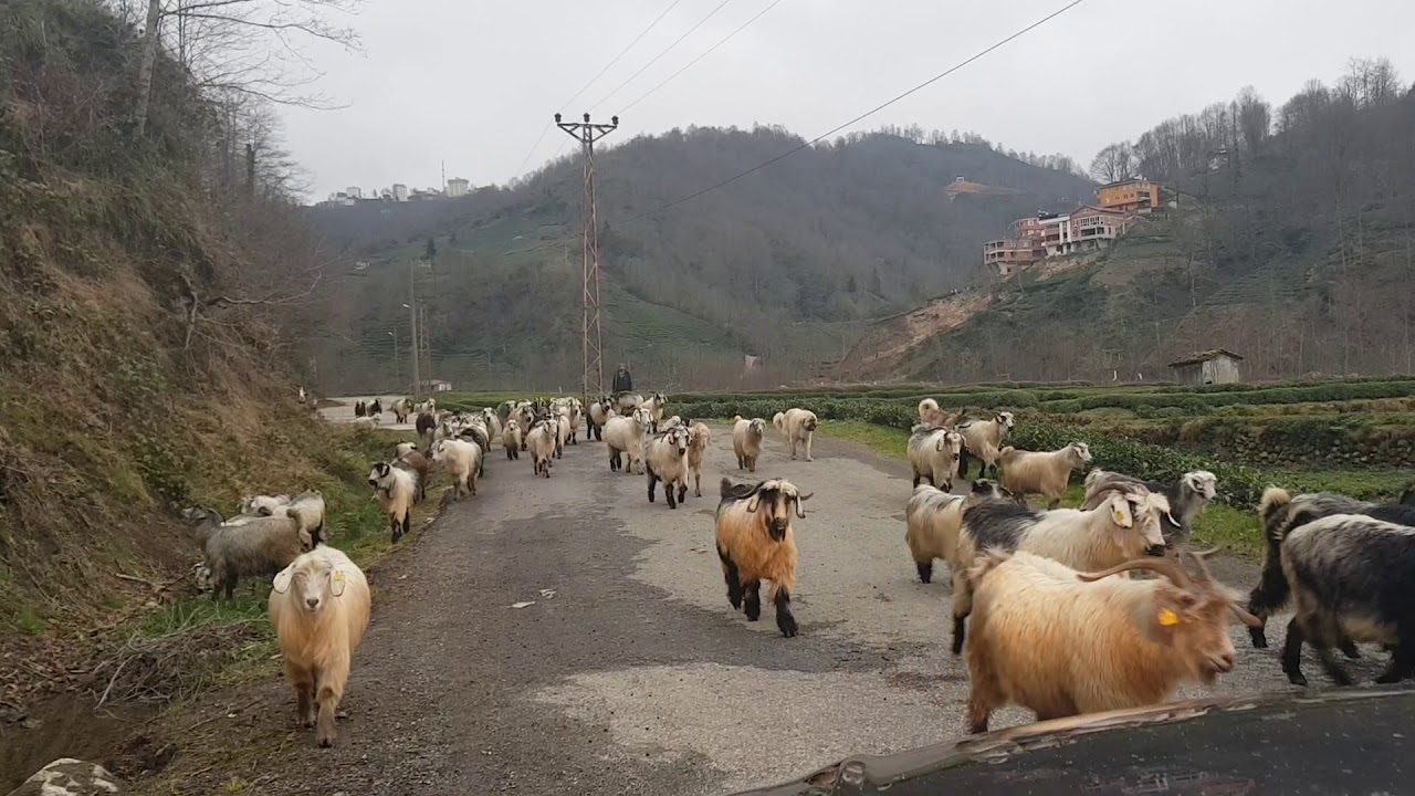 (Trabzon Of Hayrat Yeniköy, ancumah boğazı) sürünün geri dönüşü