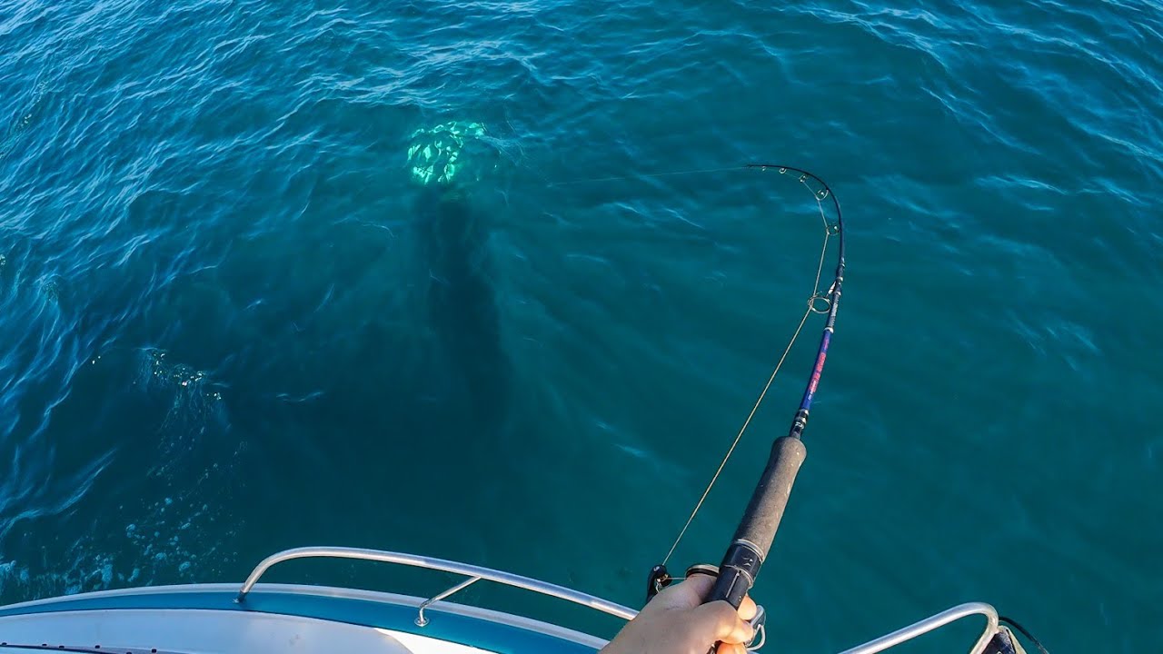 Searching For Kingfish Around Phillip Island