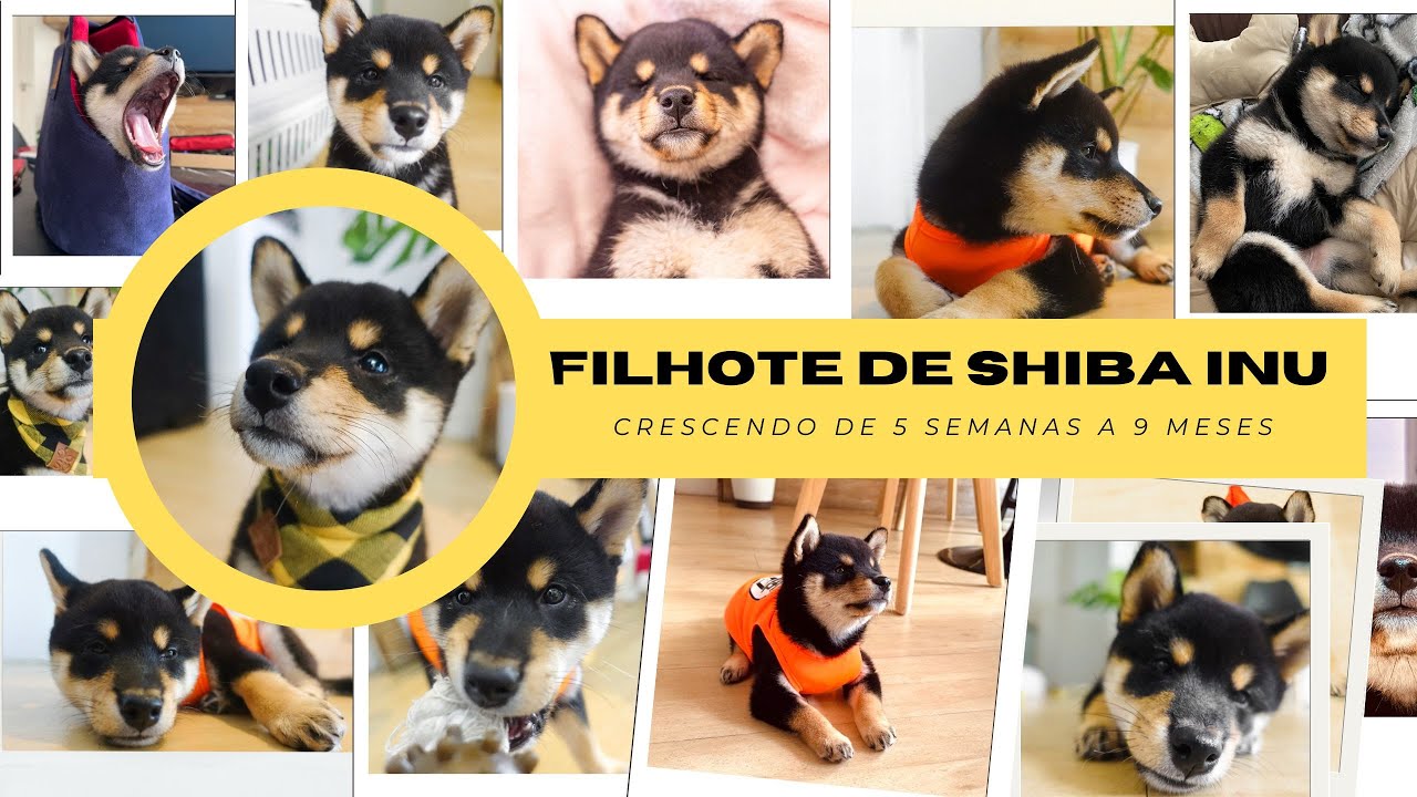 Shiba Inu Puppy Growing Up From 7 Weeks to 3 Months