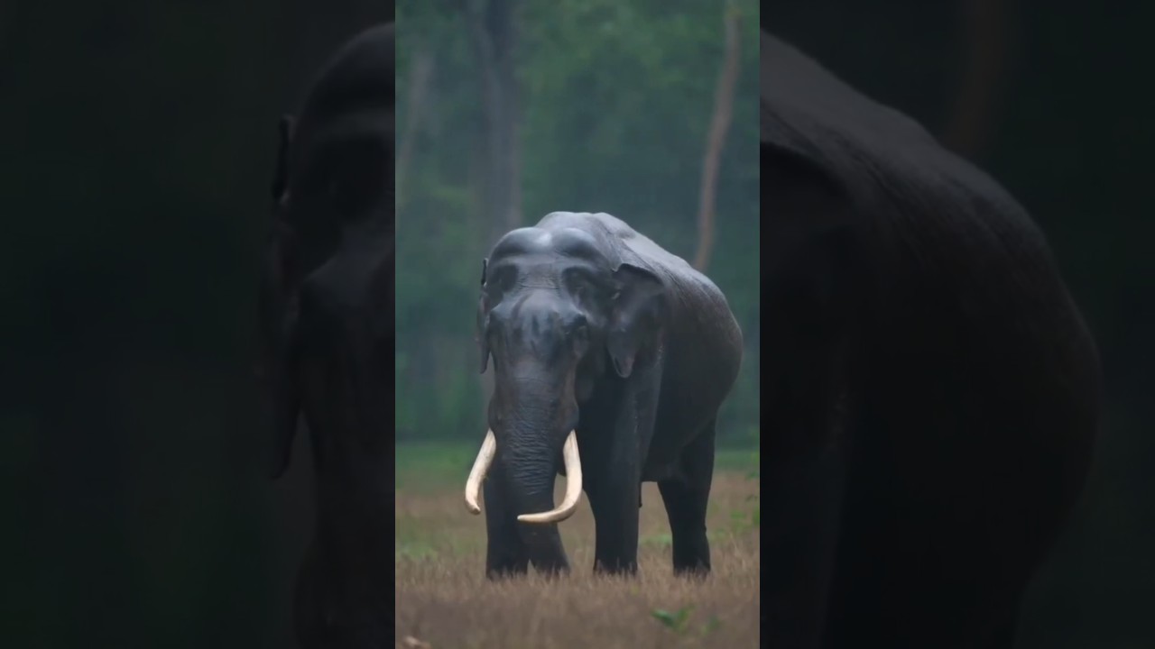 🐘 Amazing Facts About Elephants!            