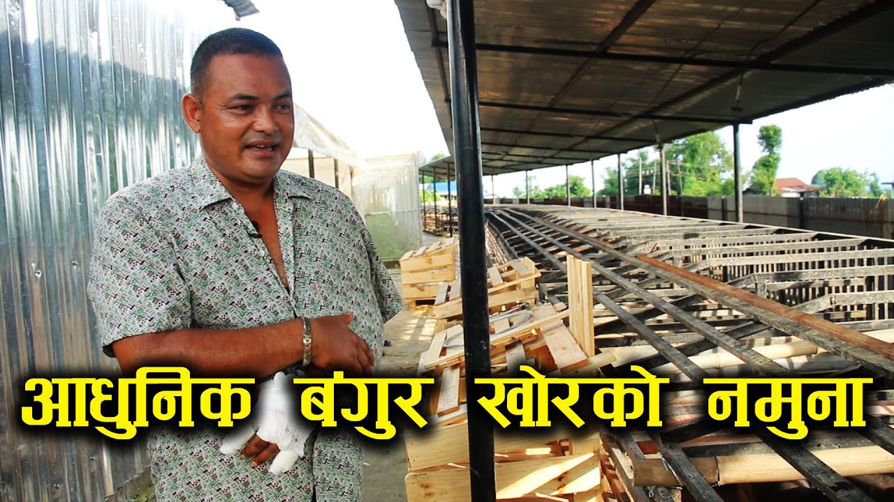 आधुनिक बंगुर खोरको एउटा नमुना - Modern pig farm of Nepal