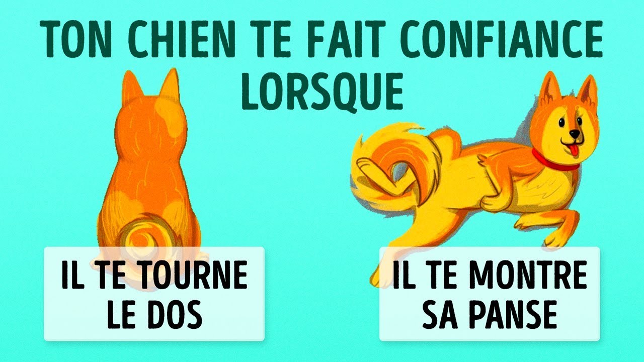 16 Trucs Qui T’aideront à Comprendre Les Chiens