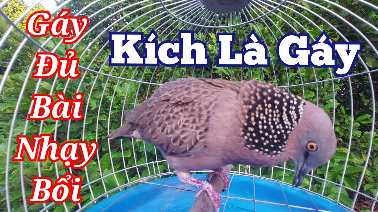 Chim cu gáy / Cu Gáy Mồi [ Thúc Gù Gọi ] kích bổi nhanh nổi / Cu Gáy Mồi Sấm Đồng Nhạy Bổi 