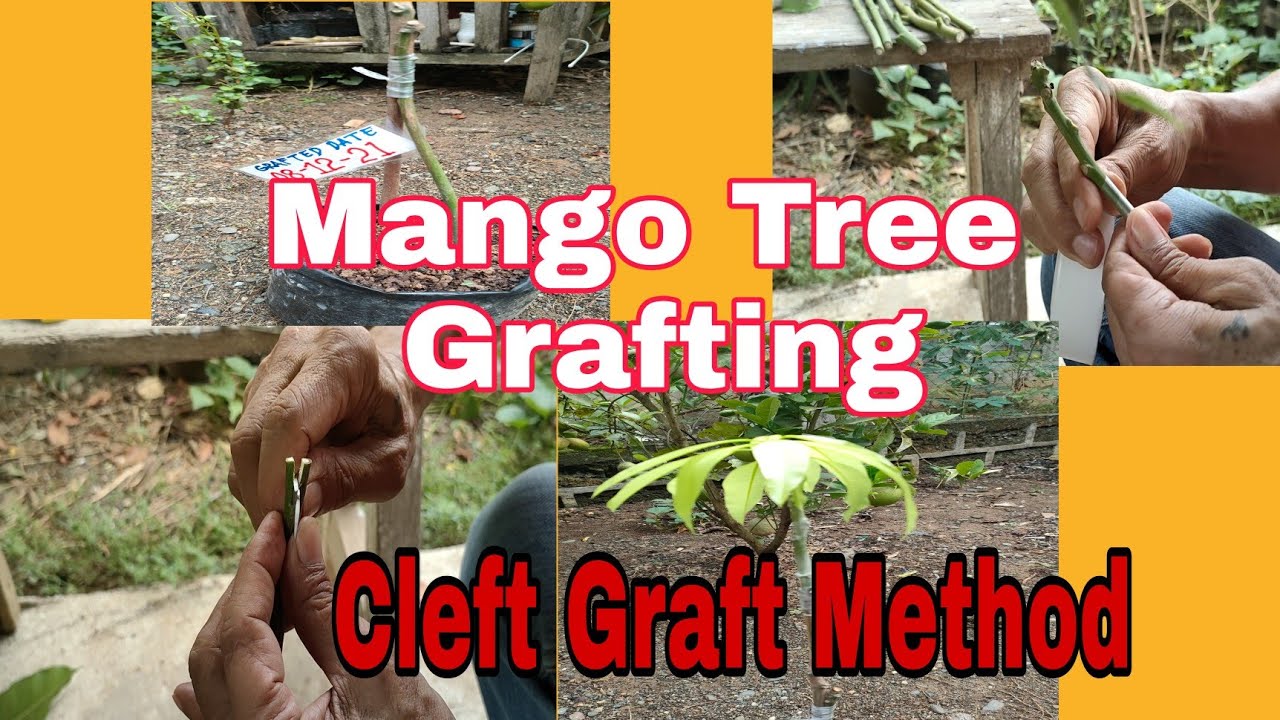 Mango Tree Grafting (Cleft Graft Method) Bert DC