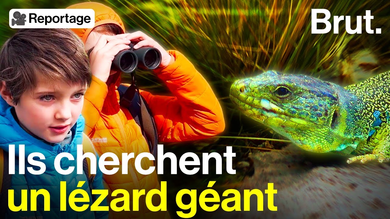 Ces enfants veulent sauver le plus gros lézard d'Europe