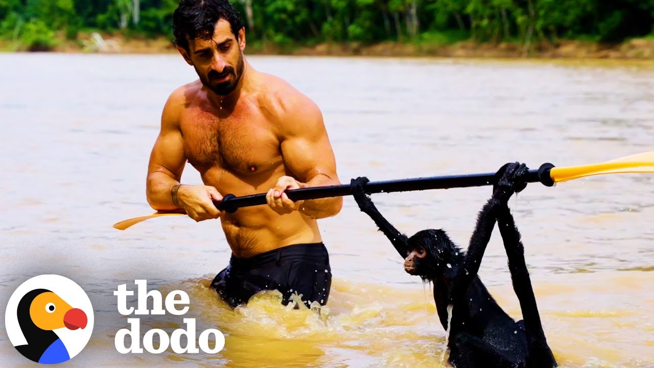 Paul Rosolie Saved A Drowning Spider Monkey In The Amazon | The Dodo