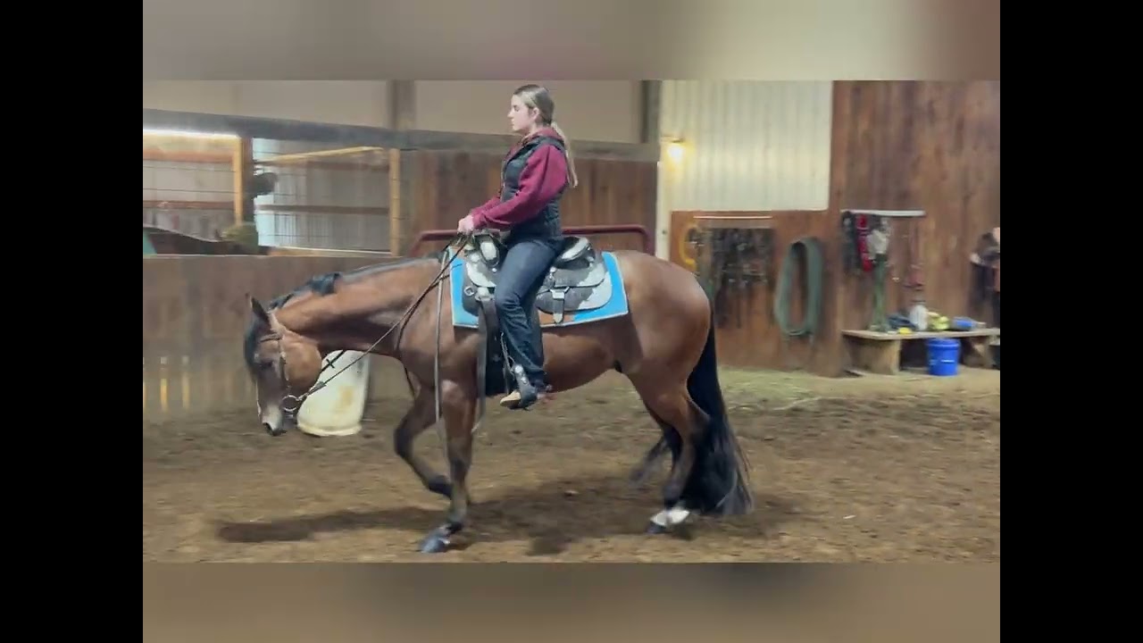 NDIL 2023 Gelding. 