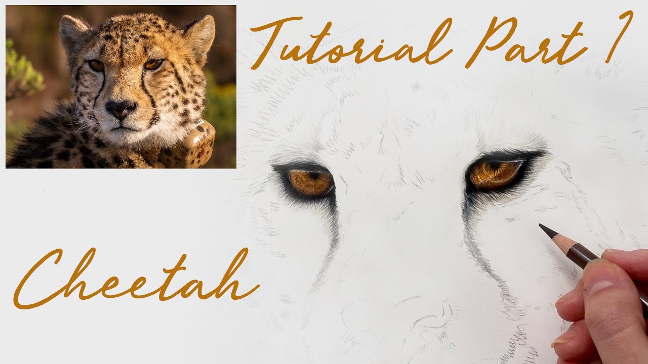CHEETAH COLOURED PENCIL DRAWING PART 1 / FOLLOW ALONG TUTORIAL / LEARN TO DRAW