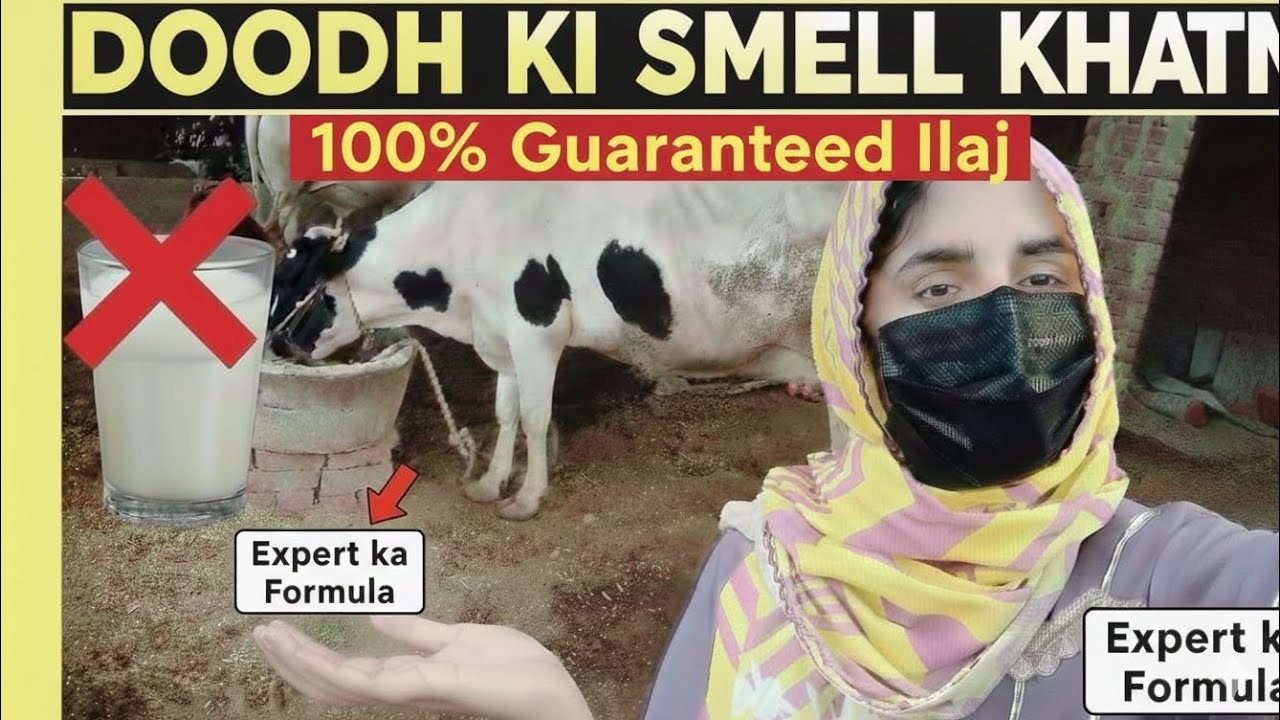 گائے کے دودھ کی سمیل ختم کرنے کا 100٪ علاج | ماہر کا فارمولا |Doodh ki smell khtm 