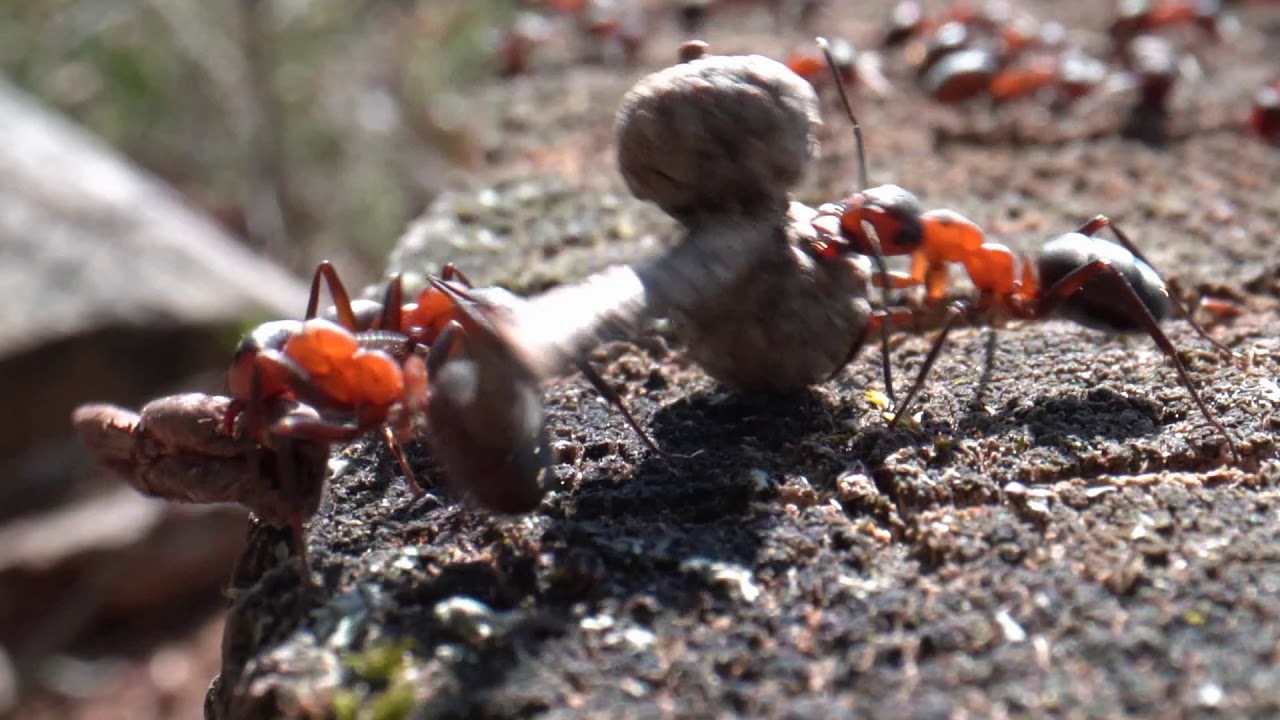 Rote Waldameisen (Formica rufa) bei der Arbeit
