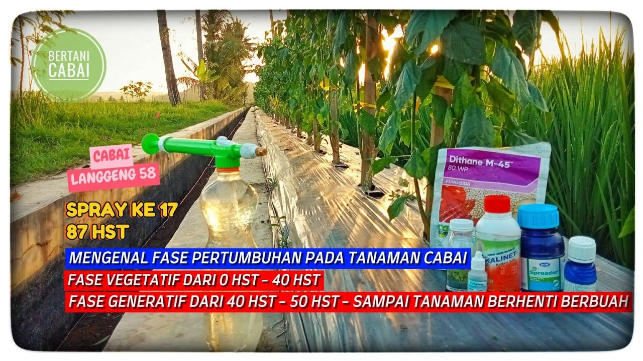 BERTANI CABAI LANGGENG 58 PART II |87 HST| SPRAY KE 17