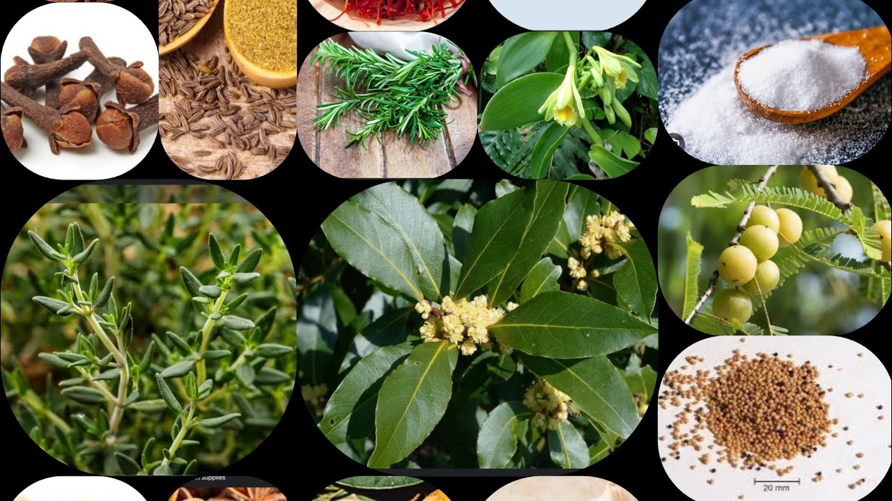 spices and herbs and their benefits to our health system