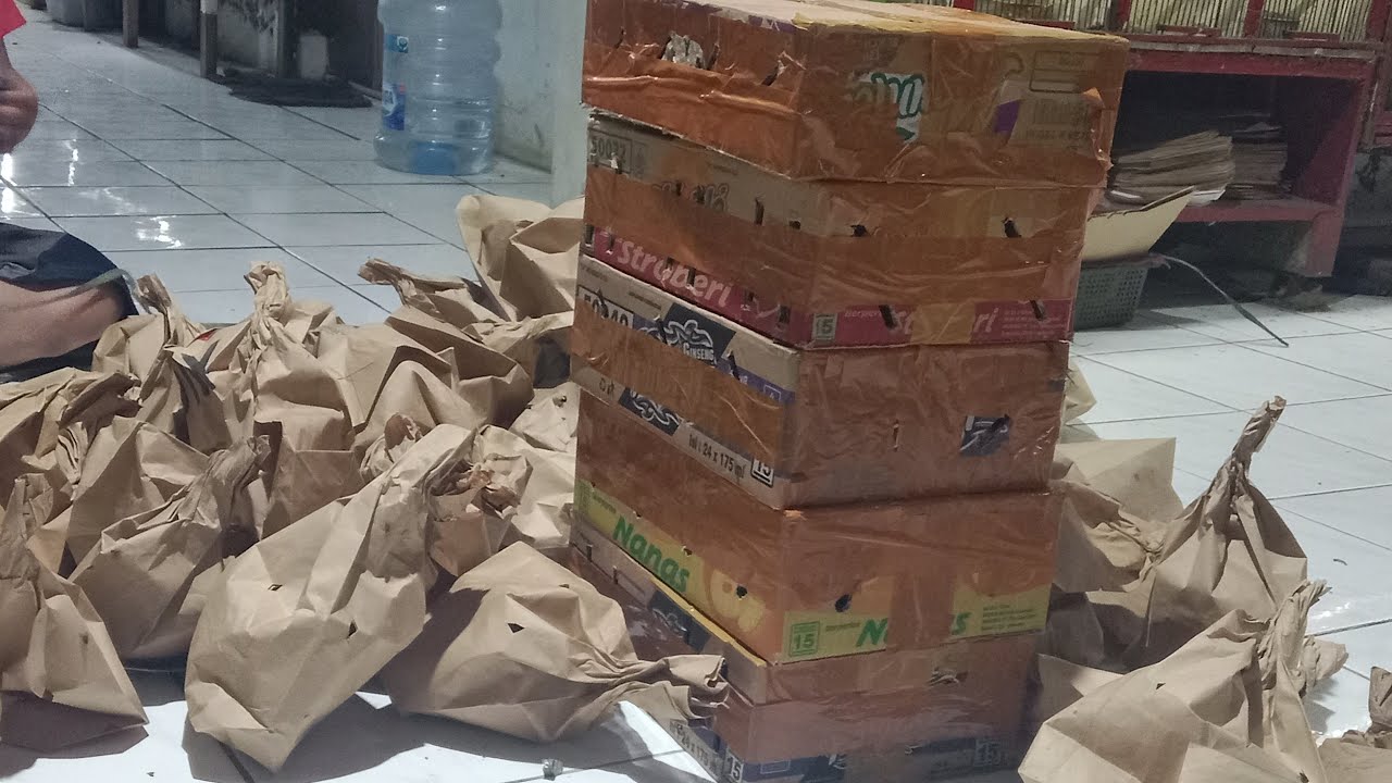 bongkar burung masteran obral harga 10rb