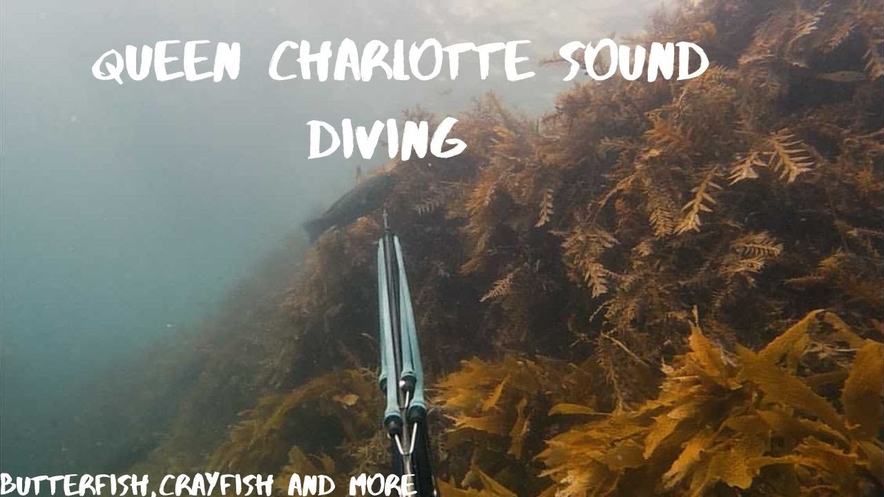 Queen Charlotte Sound Spearfishing