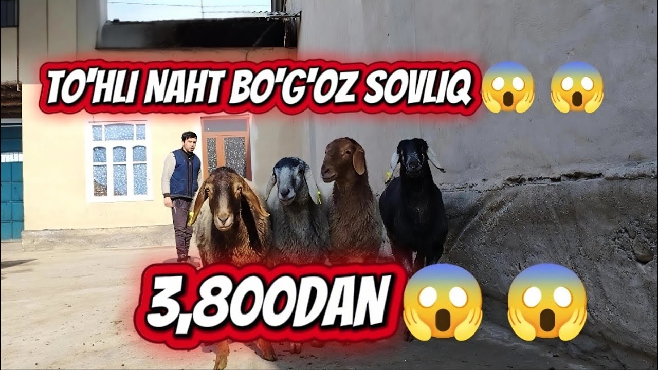 QISIRNI NARHIDA BO'G'OZ  3,800DAN 😱 😱 NARHI ARZON 😱 😱 