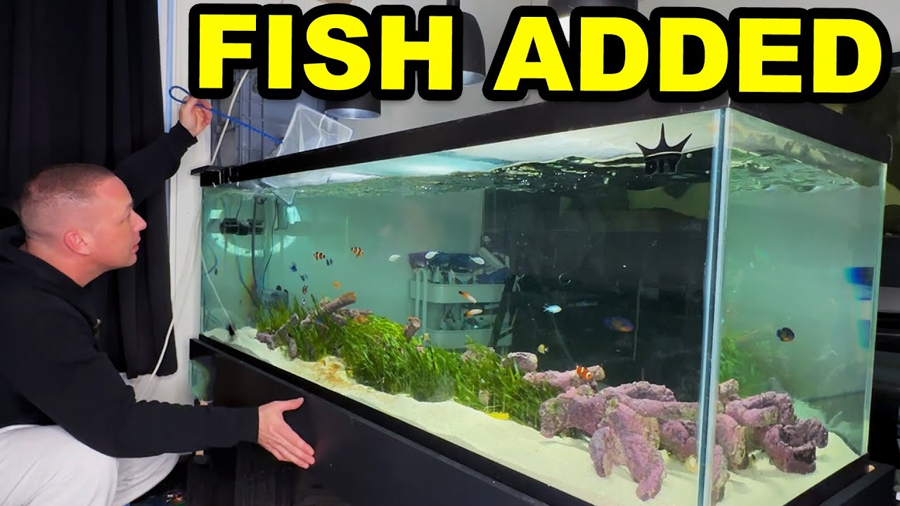 БОЛЕЕ 30 РЫБ ДОБАВЛЕНО В АКВАРИУМ С СОЛЕНЫМИ ВОДОРОСЛЯМИ! - Король DIY