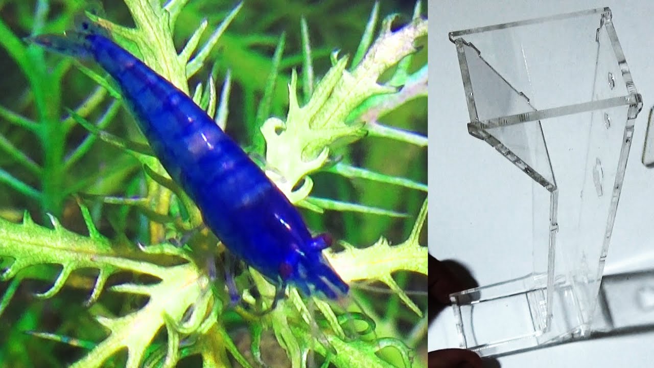 MANGIATOIA Professionale per CARIDINE e NEOCARIDINE