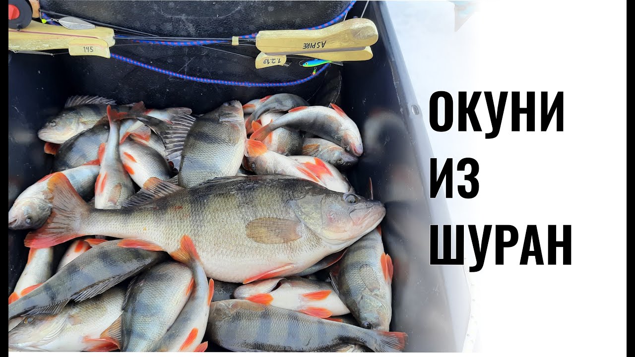 Окуни из Шуран. Ловля окуня на балансир. Крупный окунь на блесну.