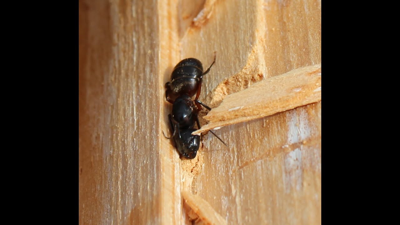 Wild Caught Colony