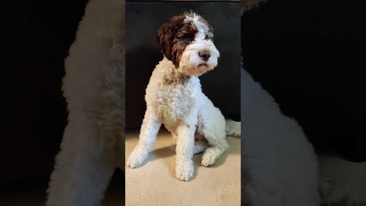 Accidental Cannabis Roach Ingestion in 5 month old  Lagotto puppy (2)